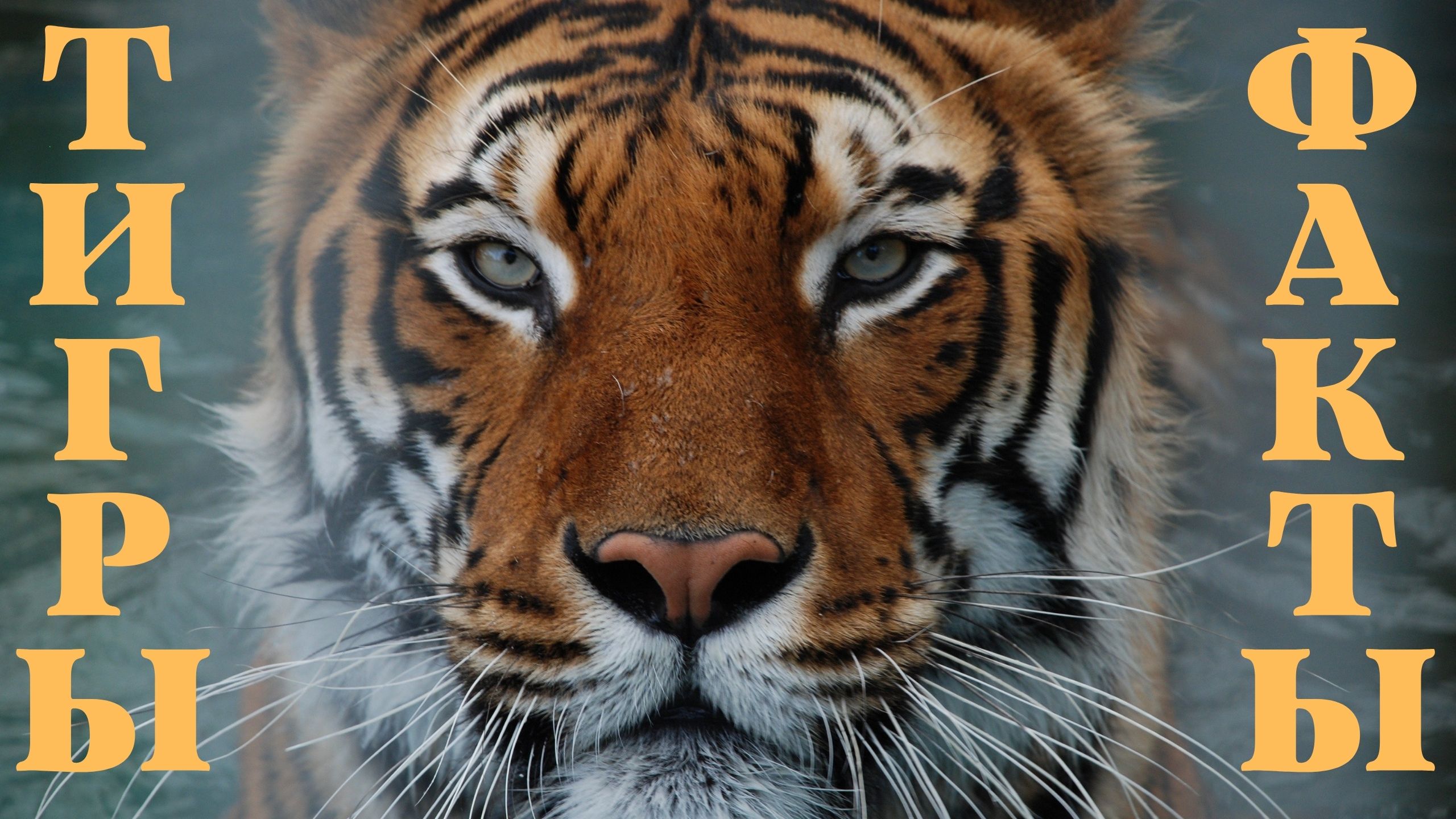 Тигры - удивительные и опасные животные. Интересные факты о тиграх. смотреть онлайн