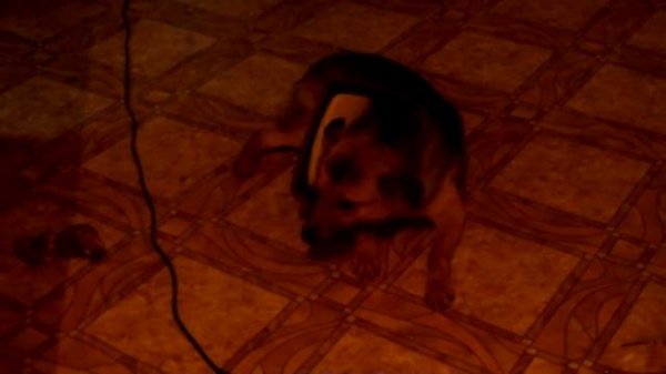 Даруня нашкодил