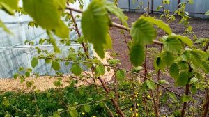 Фундуку около 5 лет а Орехов Нет. В чём причина не Пойму🙂  30 апреля 2023г.💖