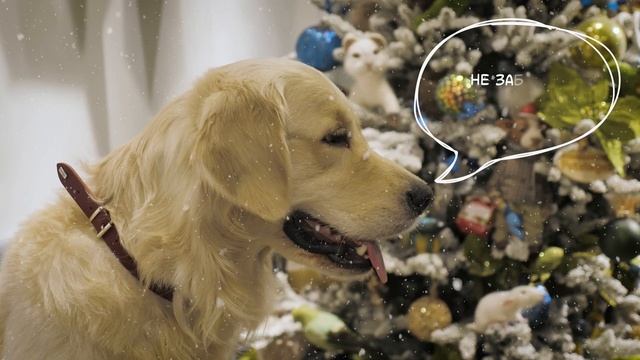 Как питомцы загадывают желания деду морозу в Новый год? Что просят собаки и кошки в новогоднюю ночь смотреть онлайн