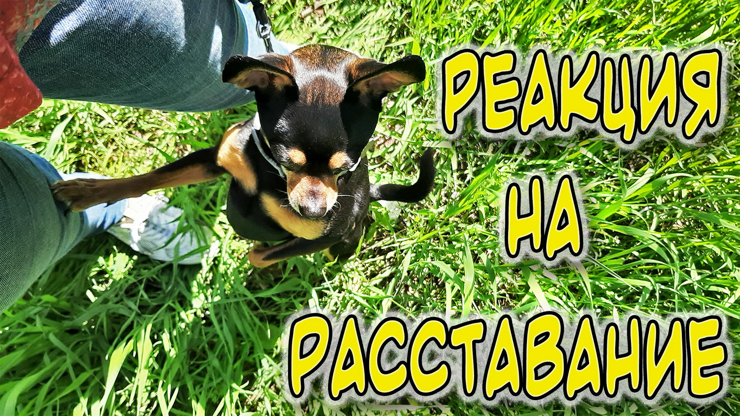 Реакция русского тоя на разлуку или безграничная любовь и эмоции Тоя смотреть онлайн