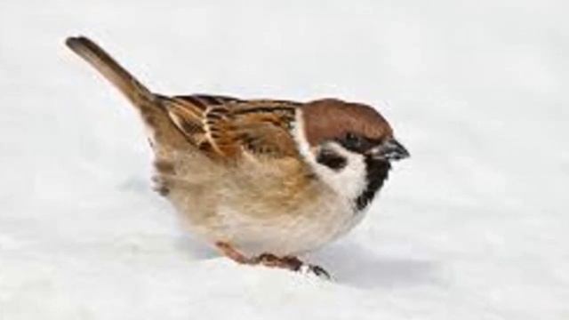 Сказка о Воробье и Ромашке смотреть онлайн