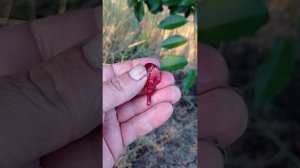 вишня сорта Любская