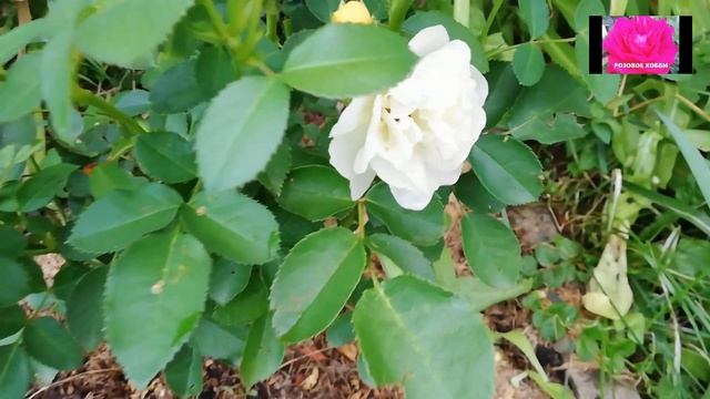 Кожа и красота