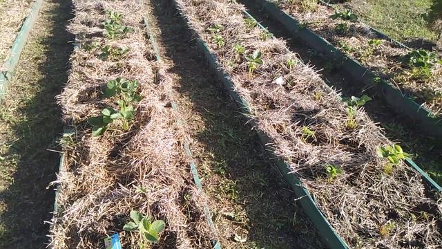 Чистка клубники // Подкормки летом// Обработки летом// Ягодный Огород смотреть онлайн