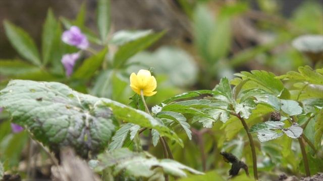 Zawilec żółty Anemone ranunculoides смотреть онлайн