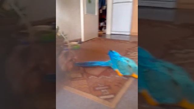 Сине-желтый ара АРГО (1) смотреть онлайн