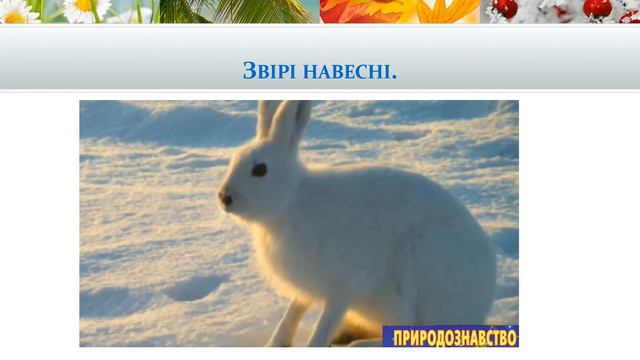 2 клас. Урок 6. "Які турботи приносить весна звірам?" смотреть онлайн