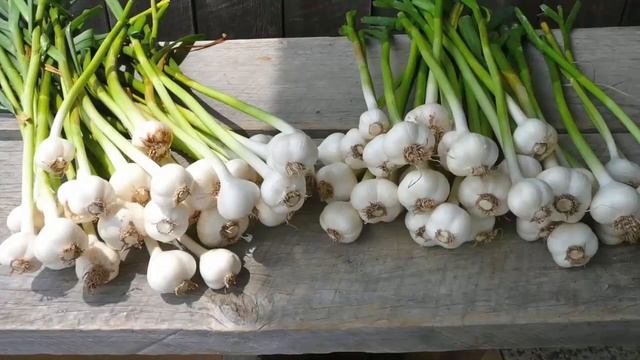 Польза чеснока Как укрепить иммунитет с помощью чеснока Рецепты ! смотреть онлайн