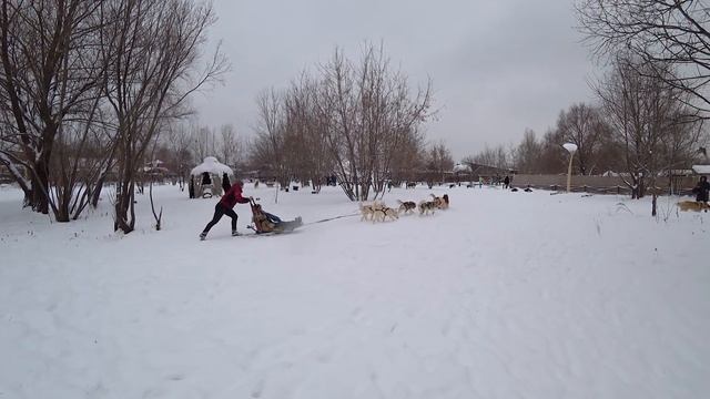 Гуляем с Хаски в Москве | "Хаски-Лэнд" в парке "Сказка" | Новогодние каникулы 2019 в Москве смотреть онлайн