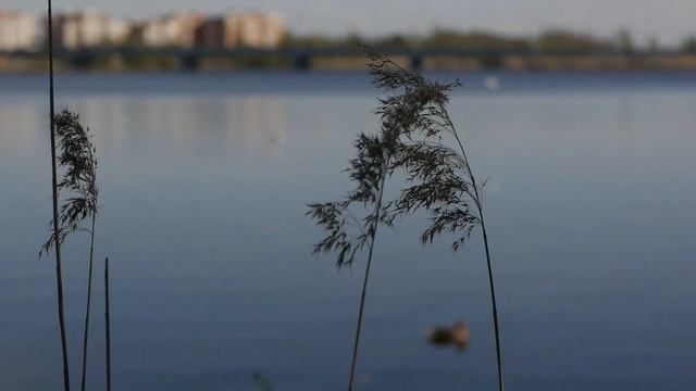 GH2 vs voigtlander 50/1.8 video test смотреть онлайн