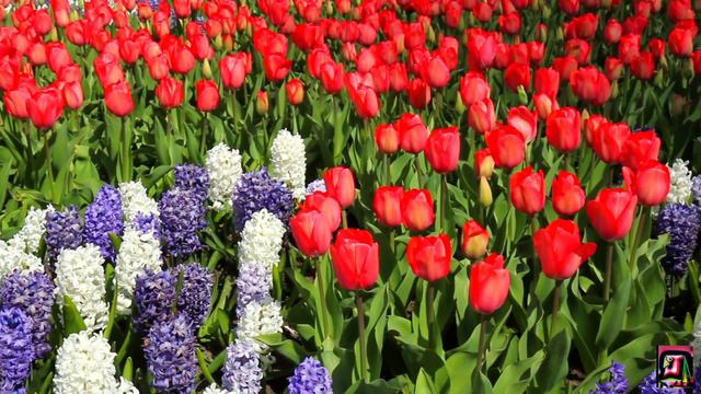 Schöne Landschaften in Europa... Keukenhof ist der Garten Europas. Full HD смотреть онлайн