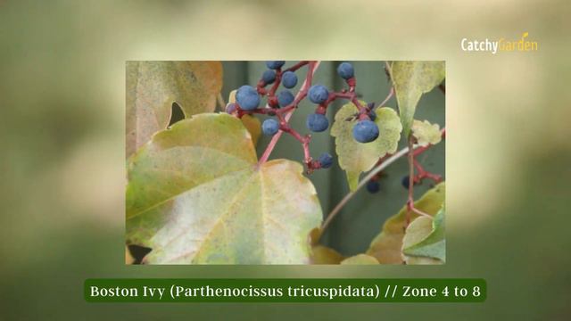 7 Best Perennial Flowering Vines for Making Your Garden the Talk of the Block 🌿🍁☘️ смотреть онлайн