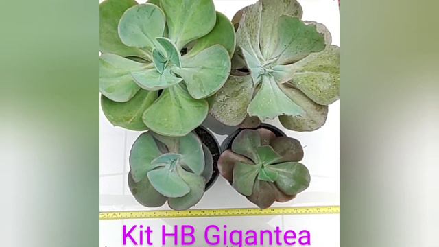 PROMOÇÃO DE SUCULENTAS PARA ÚLTIMO ENVIO DO ANO KITS DE 8 UNIDADES POR R$: 129,90 (48)991538890.