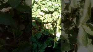 клубника ЛАКОМКА.