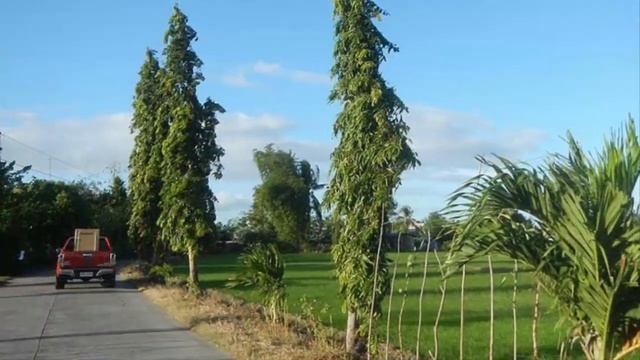 How To Plant Polyalthia Longifolia Tree Pill As Ornamental Plants And Protective Plants