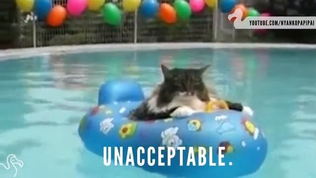 Кошки на воде (2015) | Cats on water смотреть онлайн