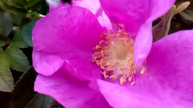 Шмель, пчёлы и розовый шиповник смотреть онлайн