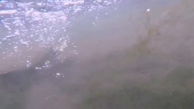 Жизнь и повадки щуки . Где ловить смотреть онлайн