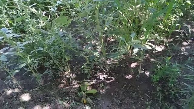 Удаление сплошного сорняка.Поэтапно и чисто смотреть онлайн