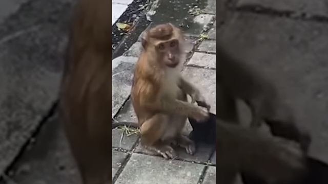 Khỉ trung quốc trong ý thức phòng dịch 🤣 смотреть онлайн