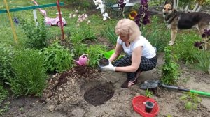 ИНЖИР. Как правильно посадить инжир. Посадка инжира. Сажаем фиговое дерево. Сажаем смоковницу.