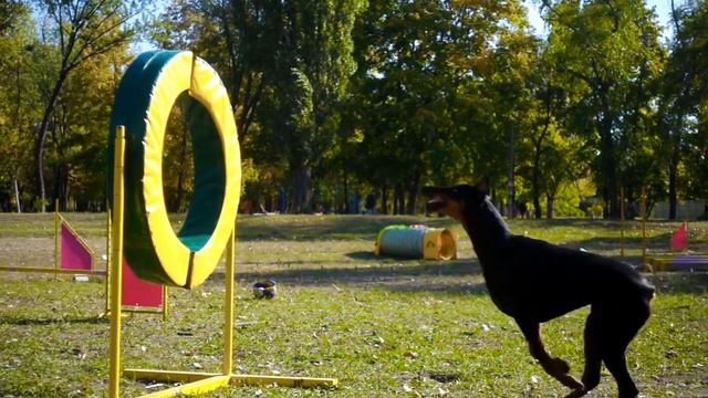 The doberman Pinscher with tips for Training смотреть онлайн