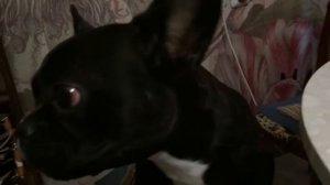 Французские бульдоги разговаривают