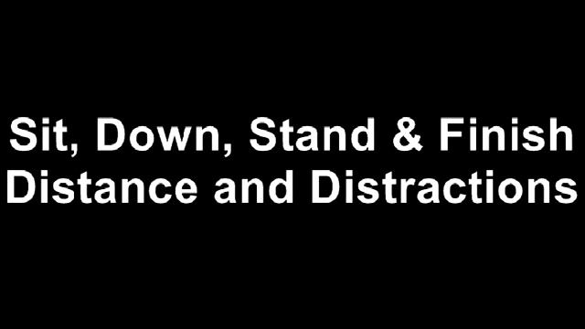 Puzo The Labradoodle