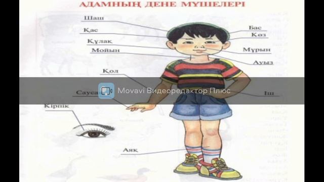 Адам анатомиясы смотреть онлайн