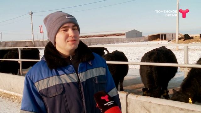 В Тюменской области бычки пасутся под музыку смотреть онлайн