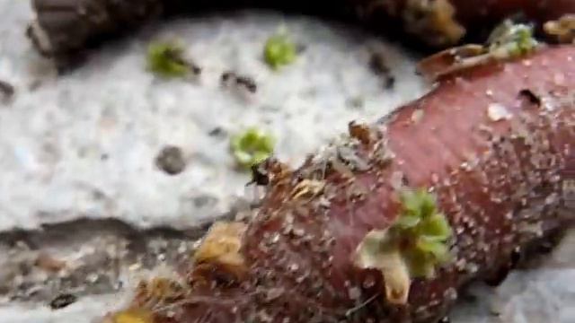 Гигантский червь ( giant worm ).wmv смотреть онлайн