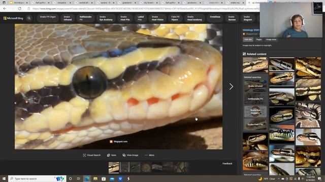 Ball Python Fact Dump (habitat, food, anatomy, and a bunch of other random stuff) смотреть онлайн
