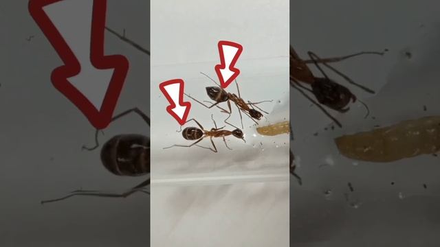 Муравьи Camponotus Nicobarensis пьют сироп #муравьи #camponotusnicobarensis # смотреть онлайн