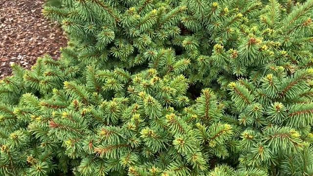Picea abies 'Lanham's Beehive' Dwarf Norway Spruce смотреть онлайн