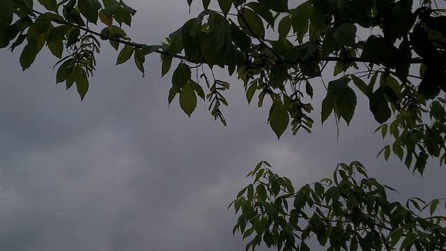 Conociendo el arce negundo primavera 2014. смотреть онлайн