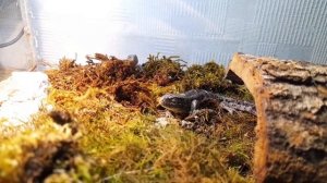 Как отличить прыткую ящерицу от живородящей? #ящерица #lizard