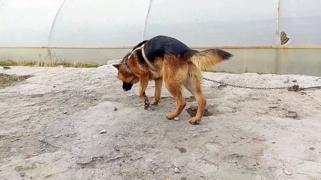 Fargʻona It Bozori / Фаргона ит бозори ( Фаргона ит бозори) (Oldi Sotdi)