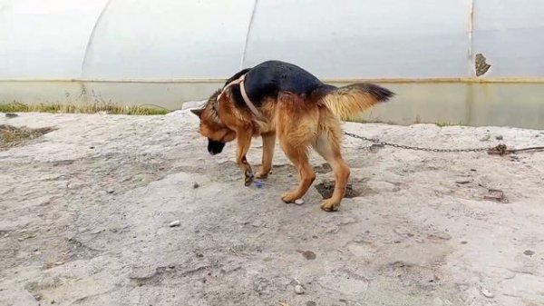 Fargʻona it bozori / Фаргона ит бозори ( Фаргона ит бозори) (Oldi Sotdi)