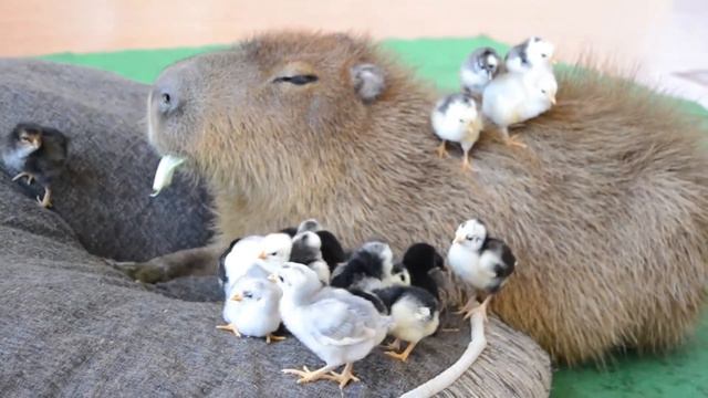 Ok I Pull Up Capybara