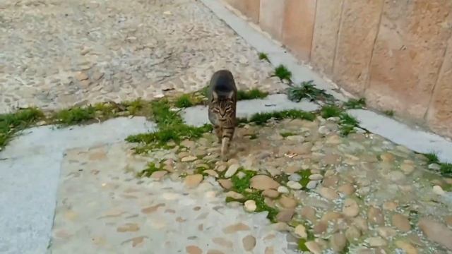 Segovia. Acueducto. Alcazar. смотреть онлайн