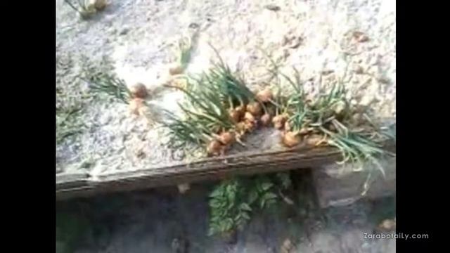 Зелёный лук - первый опыт выгонки смотреть онлайн