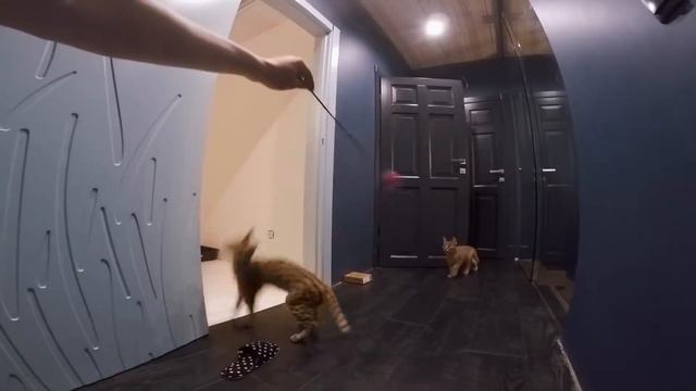 Savannah F1 kitten, Luna, playing, jumping high, like a frog смотреть онлайн