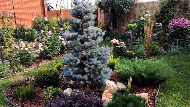 Самый любимый миксбордер. Если очень тяжёлый грунт нужна газировка! Вилт клематиса. Паутинный клещ смотреть онлайн