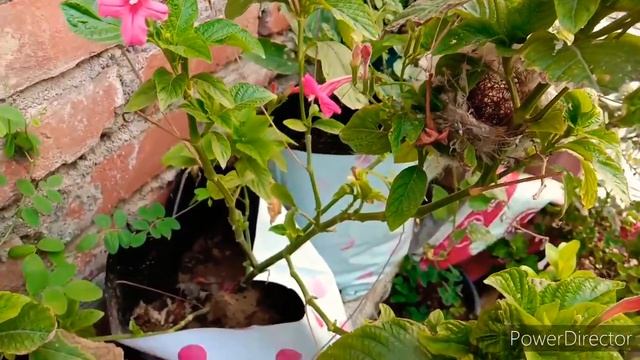 Best care tips Ruellia rosea flower plant in смотреть онлайн