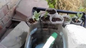 Как посадить фисташку. Рабочий метод.