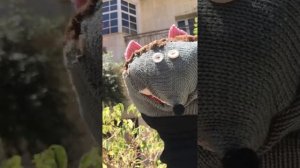 Ёжик Боря прогулка по Тель-Авиву