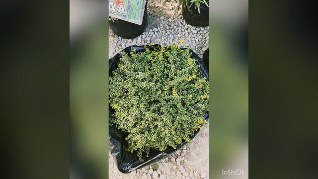 Совсем скоро выпуск про размножение декоративных растений. Лаванда, чабрец, шалфей, пампасная трава смотреть онлайн