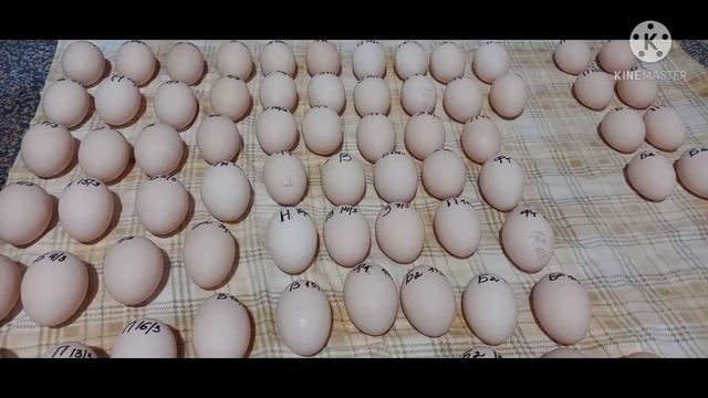 Инкубация яйца мускусной утки 2021// сезон открыт смотреть онлайн