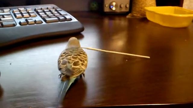 Попугай играет с крючком смотреть онлайн